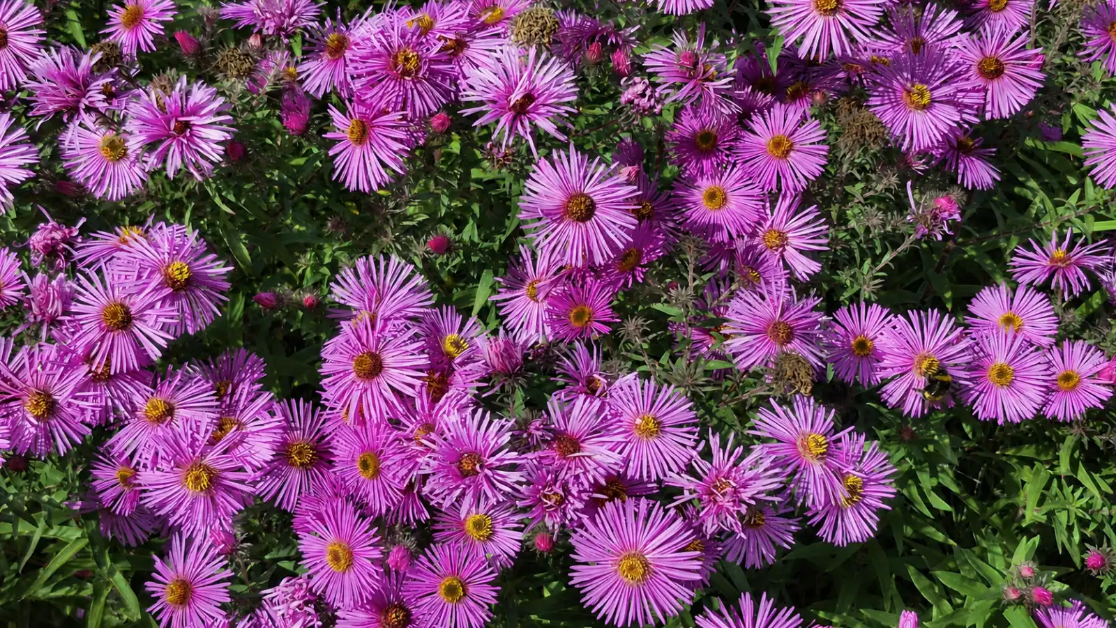 De mooiste kleur van de herfst