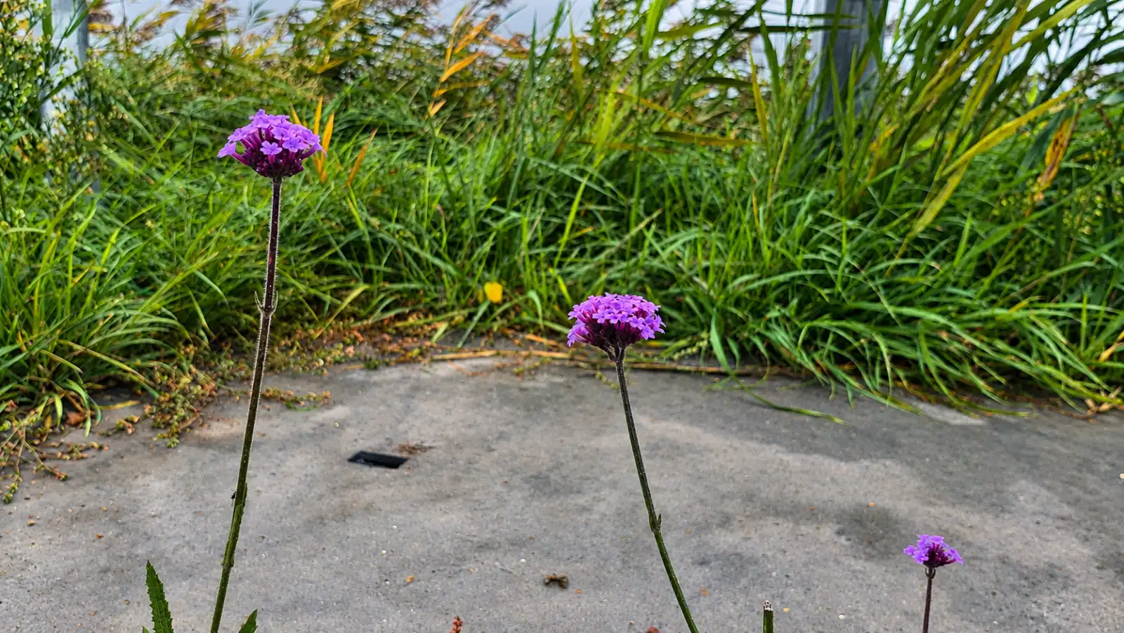 De natuur vindt overal een weg